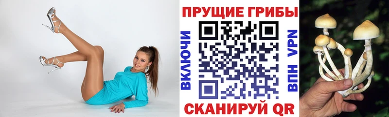 где купить наркотик  Шадринск  Псилоцибиновые грибы Magic Shrooms 